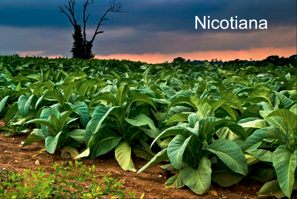 nicotiana-tobacco-plant-screenshot-from-2017-01-24-195735